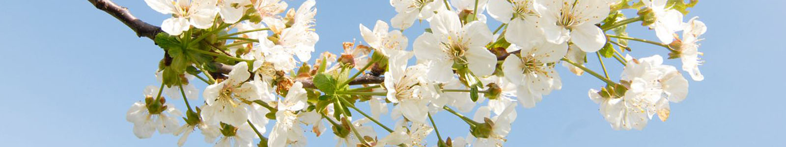 Obstblüten an einem Ast ©DLR